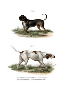 Dachshund de German School